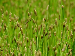 Eleocharis engelmannii