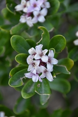 Daphne sericea