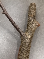 Diatrype disciformis