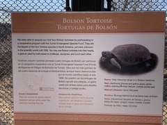 Gopherus flavomarginatus