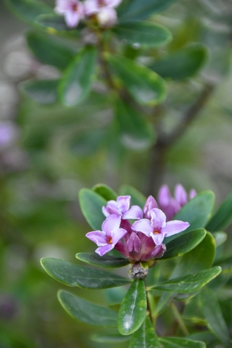 Image of Daphne sericea by no rights reserved
