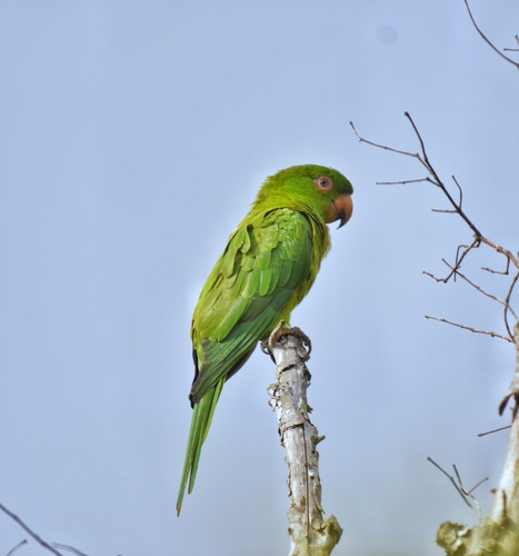 Socorro Parakeet (Psittacara brevipes)