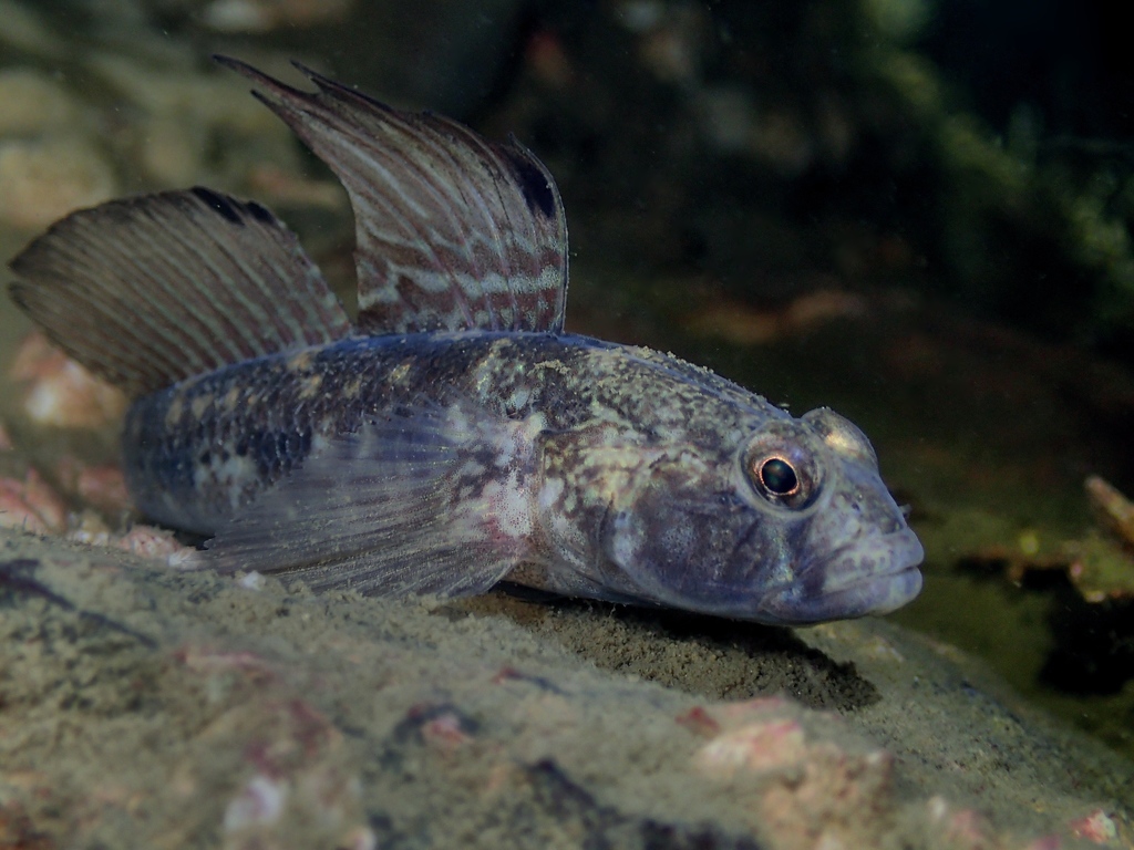 Gobie noir (Vol.3 Vertébrés des estrans de Normandie (Vertebrates of the  Normandy foreshores)) · iNaturalist