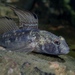 Black Goby - Photo (c) Stefan, some rights reserved (CC BY-NC), uploaded by Stefan