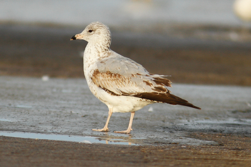 Gaviota de Delaware (Larus delawarensis)