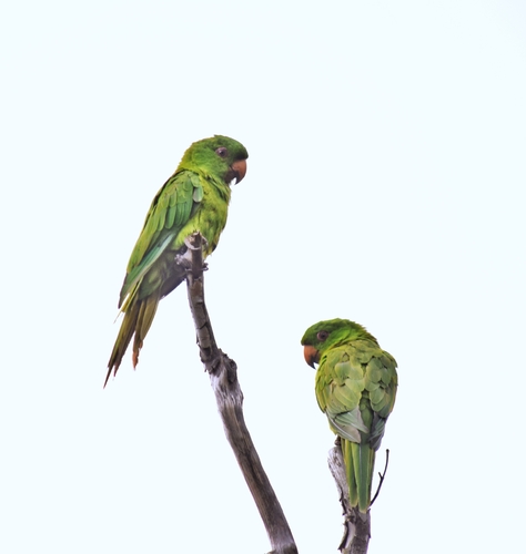 Socorro Parakeet (Psittacara brevipes), photo 4