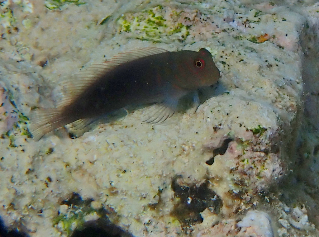 Chestnut blenny