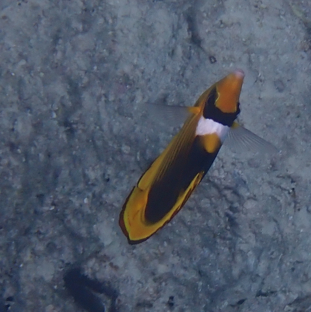 Diagonal butterflyfish