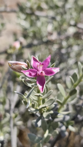 Chilean Rhatany (Krameria cistoidea)