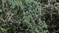 Diospyros austro-africana