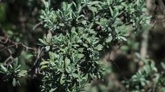 Diospyros austro-africana