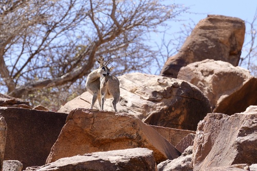 Somali Klipspringer