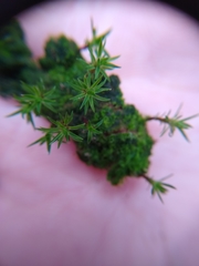 Syntrichia ruralis
