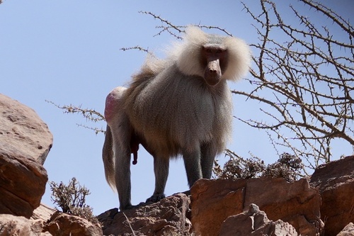 Hamadryas Baboon