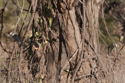 Prionops plumatus vinaceigularis