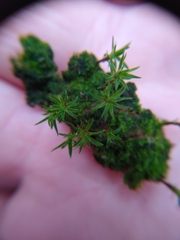 Syntrichia ruralis