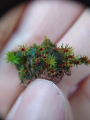 Syntrichia ruralis
