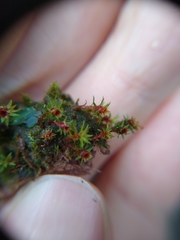 Syntrichia ruralis