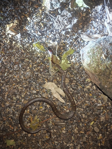 Russell's Wolf Snake