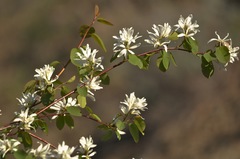 Amelanchier cusickii