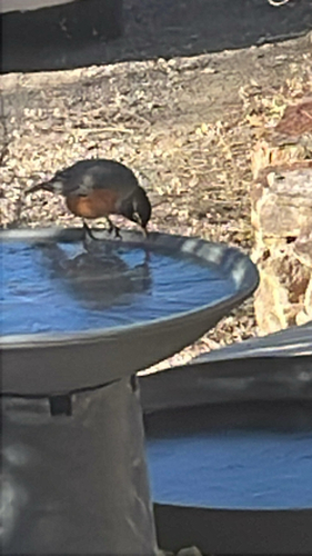 American Robin
