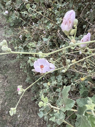 iNaturalist observation photo of bushmallows