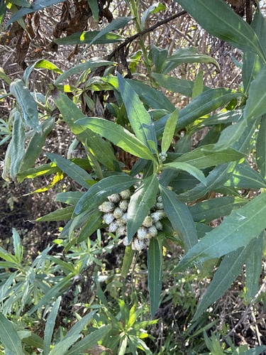 iNaturalist observation photo of mule fat