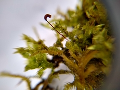 Brachythecium rutabulum