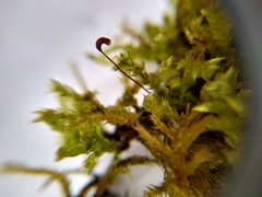 Brachythecium rutabulum