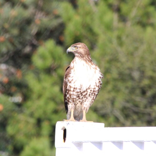 iNaturalist observation photo of Red-tailed Hawk