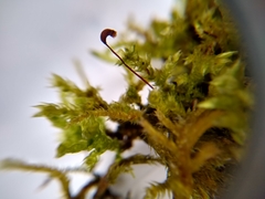 Brachythecium rutabulum