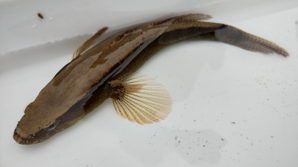 Sharphead sleeper (Eleotris oxycephala) — Eleotridae