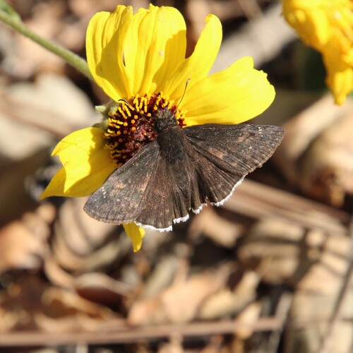 iNaturalist observation photo of Funereal Duskywing