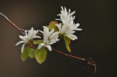 Amelanchier cusickii