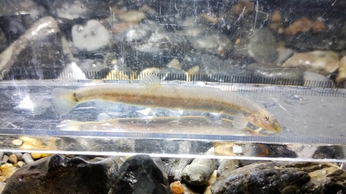 Japanse riviermodderkruiper (Niwaella delicata) — Cobitidae — 5