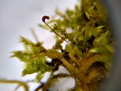 Brachythecium rutabulum