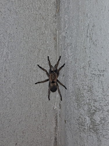 Exilis Bronze Tarantula