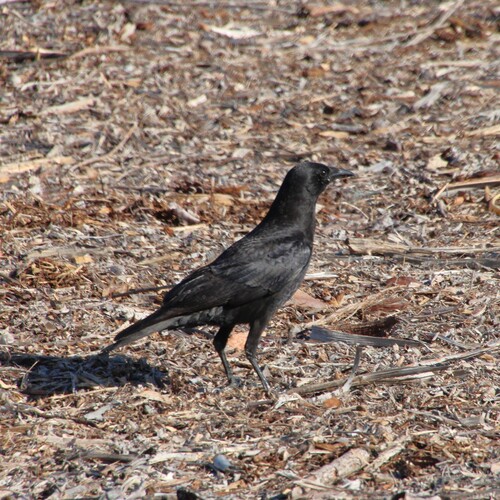 iNaturalist observation photo of American Crow