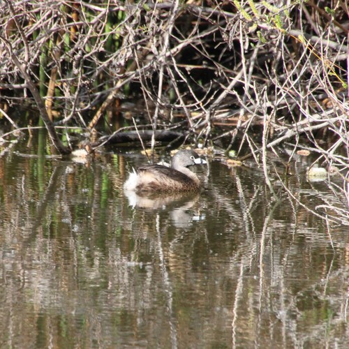 iNaturalist observation photo of Pied-billed Grebe