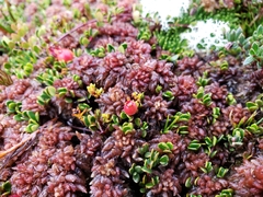 Sphagnum magellanicum