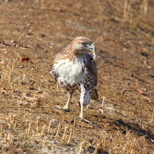 iNaturalist observation photo of Red-tailed Hawk