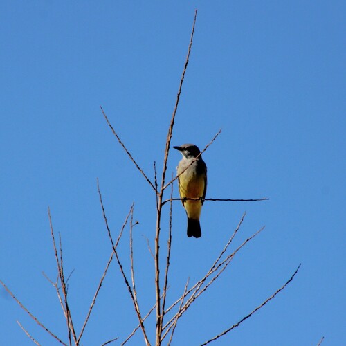 iNaturalist observation photo of Cassin's Kingbird