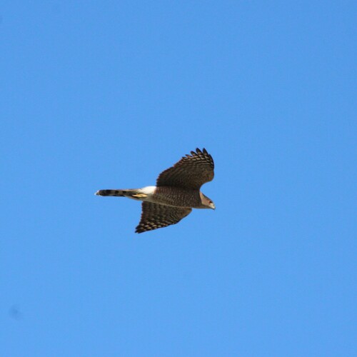iNaturalist observation photo of Cooper's Hawk