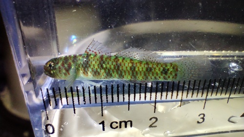 Green bubble goby (Eviota prasina) — Gobiidae