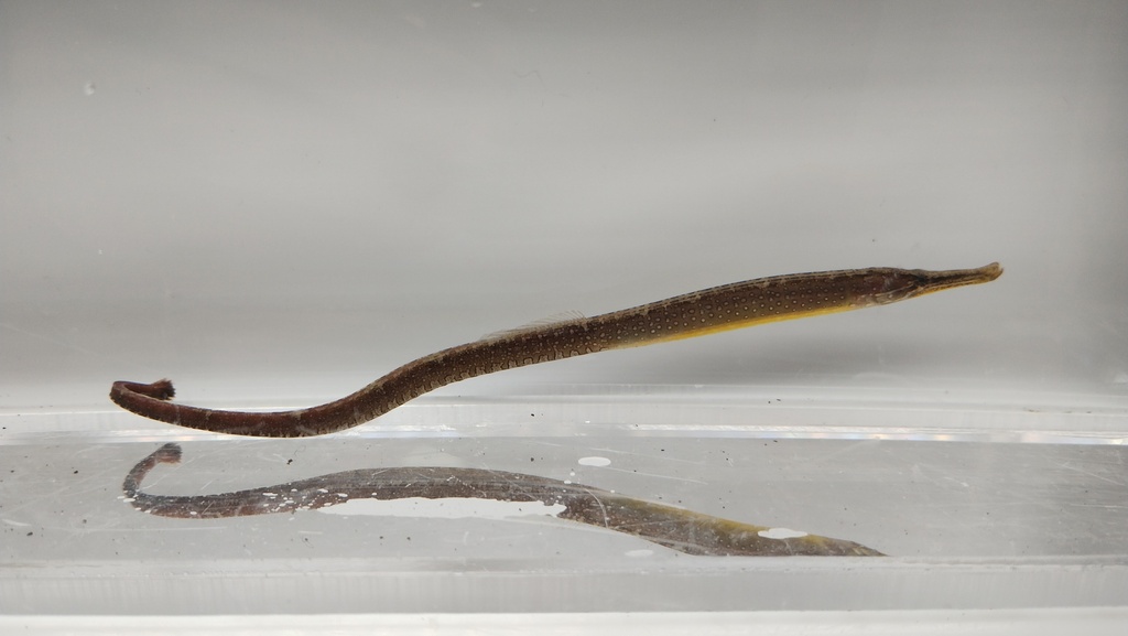 Beady pipefish (Hippichthys penicillus) — Syngnathidae