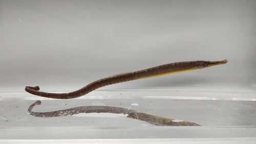 Beady pipefish (Hippichthys penicillus) — Syngnathidae