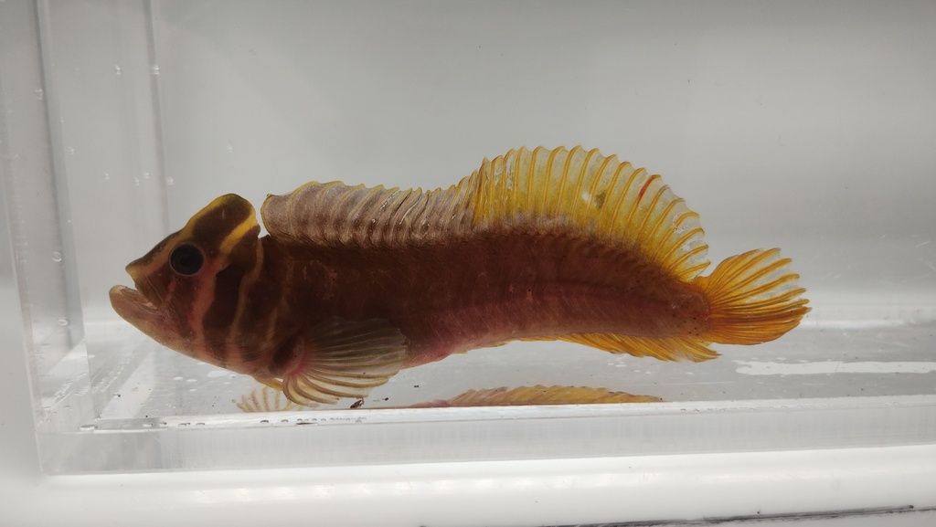 Barred blenny (Omobranchus fasciolatoceps) — Blenniidae