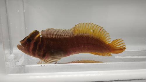 Bandeer-slijmvis (Omobranchus fasciolatoceps) — Blenniidae