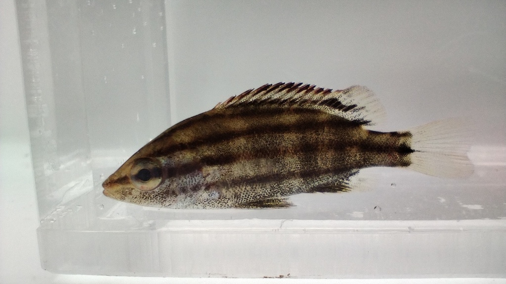 Spitssnuit-tijgervis (Rhynchopelates oxyrhynchus) — Terapontidae