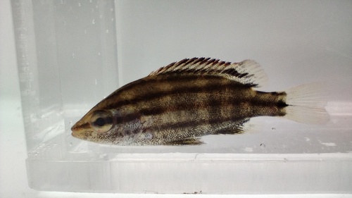Sharpbeak terapon (Rhynchopelates oxyrhynchus) — Terapontidae